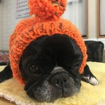 【再販】犬用ぽんぽんニット帽子（受注制作）