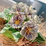 ☆n i c o様専用☆ご購入ページ
