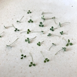 【ドライフラワー】小さな小さなクローバー