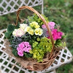 春の足音　プリムラのバスケット寄せ植え