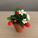 苺の鉢植え　(E) 
