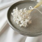 ｜スターフラワー ミニ  50本＋5本｜ ホワイト  002