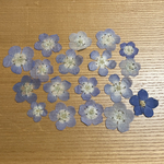 ネモフィラと勿忘草の押し花セット