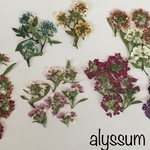 《押し花＊素材》アリッサム＊アソートの押し花**着色したものあり