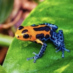 akaibaketu様専用可愛いプレゼント🐸💕