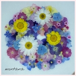 556.押し花アソート〜カラフル系　お花　mix 押し花素材