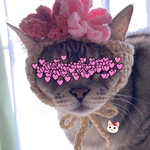 花見.桜.3月.ニット帽.猫.被り物.コスプレ.毛糸.ハンドメイド
