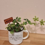 人工観葉植物　フェイクグリーン　観葉植物代わり