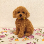 トイプードル☆レッド