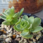 【送料込】ドドランタリス★抜き苗★グリーノビア★多肉★多肉植物★寄せ植え★