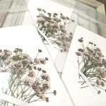 押し花　かすみ草　nuance beige