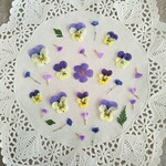 押し花素材　No938　ポップなミニビオラのセット