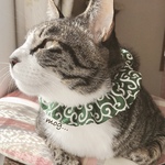 ほっこり緑の唐草模様猫シュシュ首輪