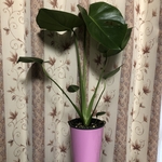 送料込み！モンステラ！カラー鉢カバー付き！