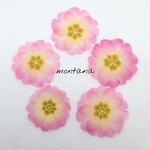 No.10 押し花　〜 ジュリアン