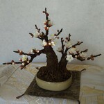 梅の盆栽