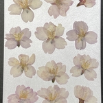 押し花（早咲き桜）2020年Ver.