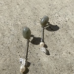 よぞら　[earring/pierce]