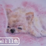 眠る　豆柴カットのポメラニアン①