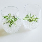 【数量限定】観葉植物 ナカフヒロハオリヅルラン（中斑広葉折鶴蘭）抜き苗 １苗