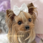【 犬用🤍バレッタ 】 おしゃれ　トップノットペット　子供　ヘアアクセサリー　リボン　バレッタ　♡AquaMana♡