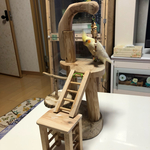 ⌘ 🐤止まり木🐦（ブランコ・梯子付き）