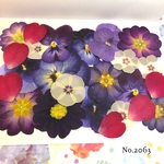 ♡new♡  ♡可愛い押し花セット♡ ♡使いやすい少量の押し花セット♡