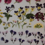 押し花 素材 ハーデンベルギア(舞姫）他小花セット　💐
