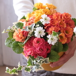 完熟色のプリムラブーケ　寄せ植え