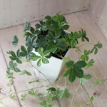 垂れ下がり♡シュガーバイン♡パーテノシッサス♡観葉植物♡3.5号鉢♡