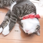REDペイズリー猫シュシュ首輪