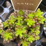 レッドベリー　多肉植物
