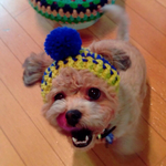 トイプードルちゃんくらいの犬用ニット帽 ライム&ブルーボーダー
