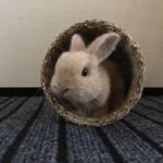 うさぎ 羊毛フェルト ネザーランドドワーフ ミニうさぎ オレンジ
