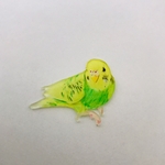 《ブローチ》セキセイインコ✨