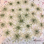 ♡new♡作家様必見♡ ♡レースフラワー 押し花♡