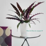 送料無料！新生活・おうち時間にグリーンインテリアを＊カラテア・ランシフォリア（インシグニス）白陶器鉢入り・受け皿つき＊贈り物や模様替えに観葉植物を…