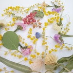 今日のお花のカケラ　ミモザ ドライフラワー