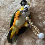 安全で安心《 ハンドトイ☆２Way☆ ふりふりんりん♪♪》鳥おもちゃ インコおもちゃ
