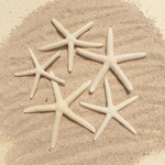 ヒトデ 6〜8㎝ 5個