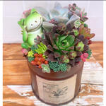 多肉植物　寄せ植え