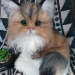 チンチラゴールデンちゃん
