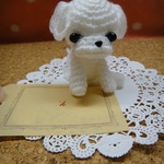 あみあみMaltese　k