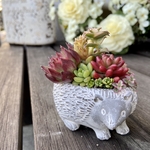 寄せ植え　ハリネズミ　多肉植物