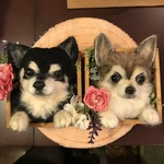 coco825様ご予約品箱入りウチの子