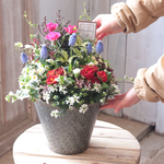 うららかなお花の花束植え