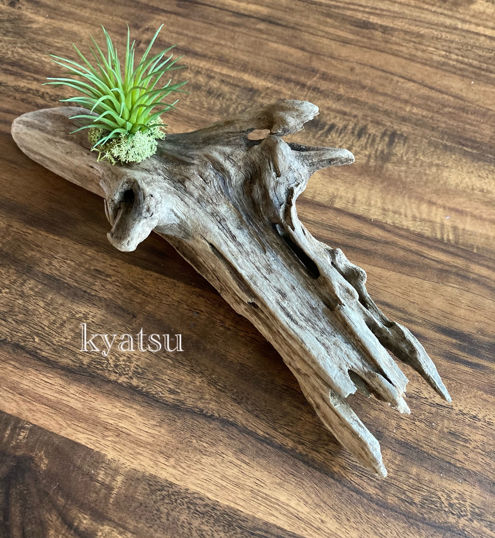 5】流木アート 流木グリーン☆エアープランツ - kyatsu | minne byGMO