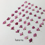 [再々販]🉐赤花そば 50輪  ＊ 押し花