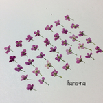 [再販]🔻アリッサム 35輪 ＊ 押し花