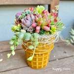 《新作》2月18日までの出品です＊.・○まるでアイスクリーム♫ 多肉植物のmini mini 寄せ植え⚪︎・.＊